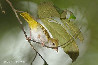 Erpornis, White-bellied