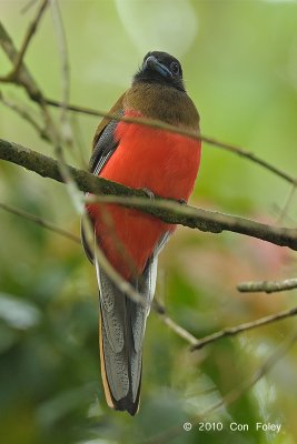 Trogon, Diard's (imm. male)