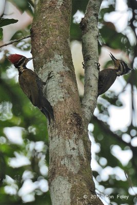 Woodpecker, Olive-backed (pair)