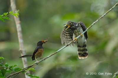 Cuckoo, Malaysian-Hawk