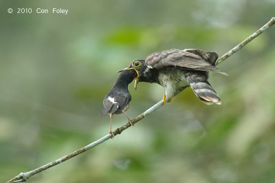 Cuckoo, Malaysian Hawk (juv)