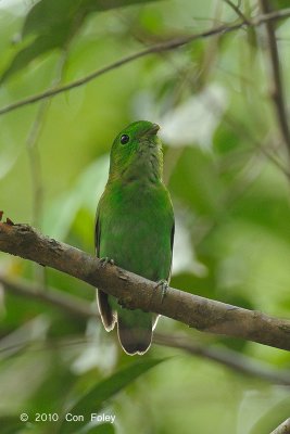Broadbill, Green (female)