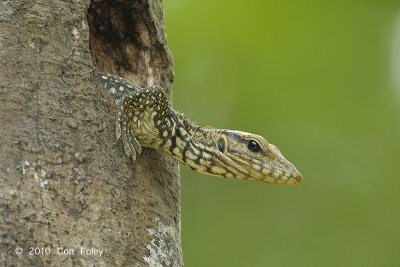 Clouded Monitor Lizard (juvenile)