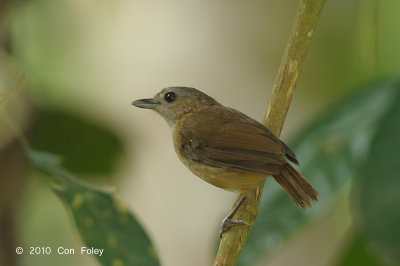 Babbler, Horsfield's