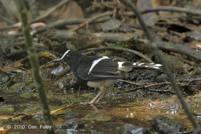 Forktail, White-crowned
