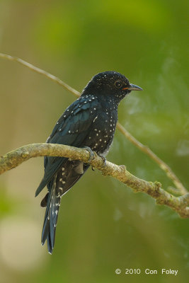 Cuckoo, Asian Drongo (immature)