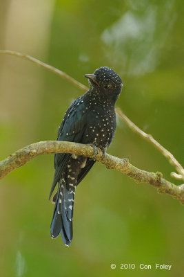 Cuckoo, Asian Drongo (immature)