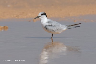 Tern, Little @ Pontian