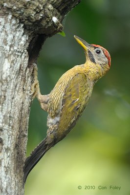 Woodpecker, Laced (male) @ Kent Ridge