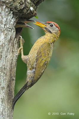 Woodpecker, Laced (male) @ Kent Ridge