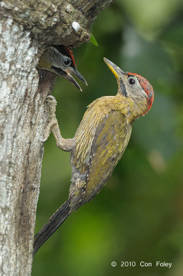 Woodpecker, Laced