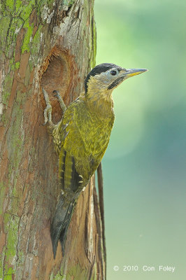 Woodpecker, Laced (female) @ Chinese Gardens
