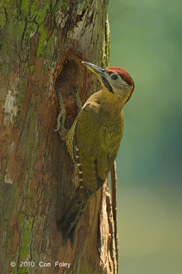 Woodpecker, Laced (male) @ Chinese Gardens