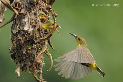 Sunbird, Olive-backed @ Sungei Buloh