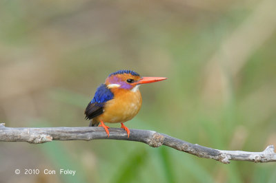 Kingfisher, African Pygmy