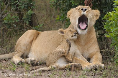 Lioness & cub