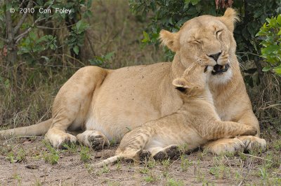 Lioness & cub