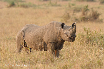 Rhinoceros, Black (male)