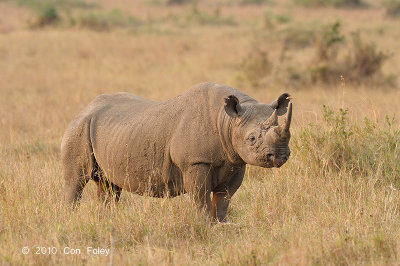 Rhinoceros, Black (male)