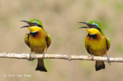Bee-eater, Little