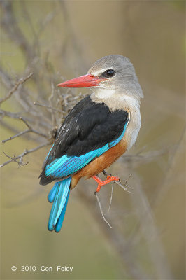 Kingfisher, Grey-headed
