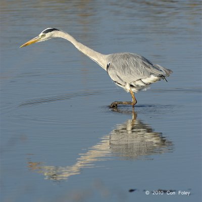 Heron, Grey