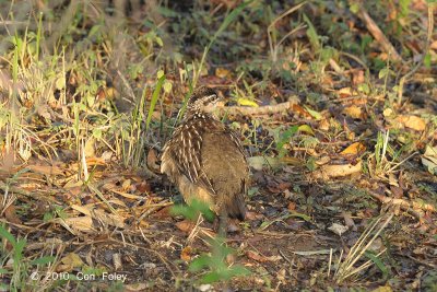 Francolin, Crested