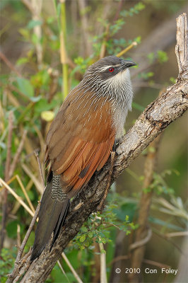 Coucal, White-browed