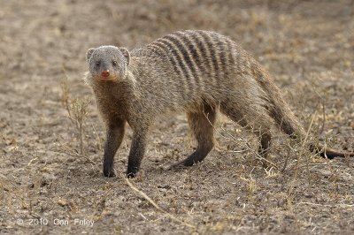 Mongoose, Banded