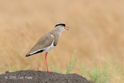 Lapwing, Crowned