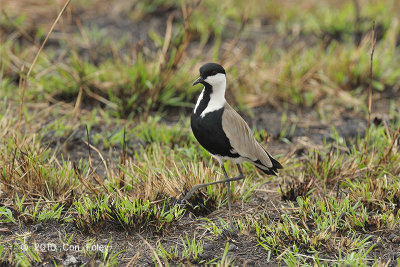 Lapwing, Spur Winged