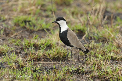 Lapwing, Spur Winged