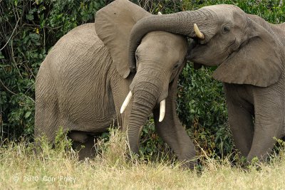 Elephant, African Bush