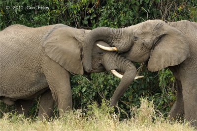 Elephant, African Bush