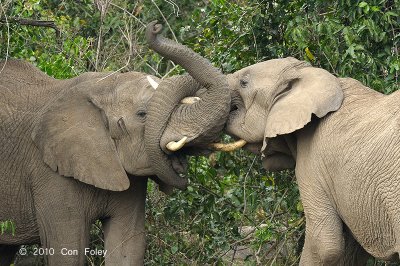 Elephant, African Bush