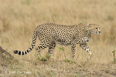 Lone Cheetah