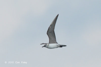 Skua, Long-tailed