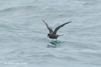 Petrel, Swinhoe's Storm @ Straits of Singapore