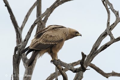Eagle, Tawny (dark morph)