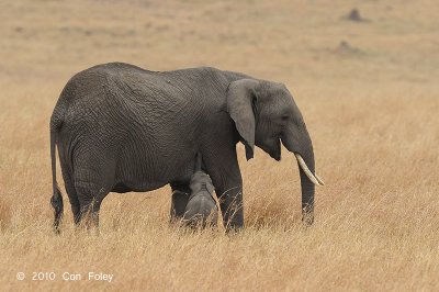 Elephant, African Bush