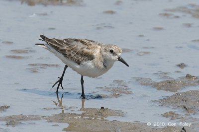 Stint, Red-necked