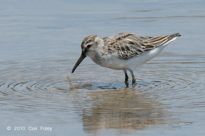 Sandpiper, Broad-billed