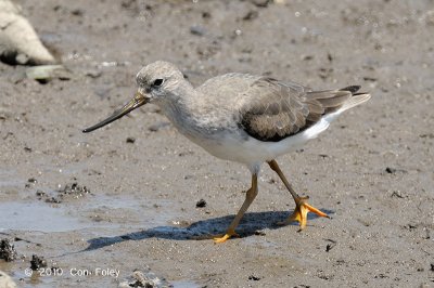 Sandpiper, Terek @ Sungei Buloh