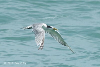 Tern, Greater Crested