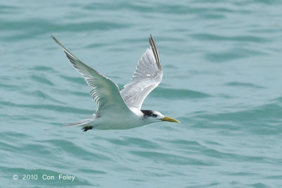 Tern, Greater Crested @ Singapore Strait