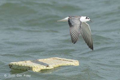 Tern, White-winged @ Singapore Strait