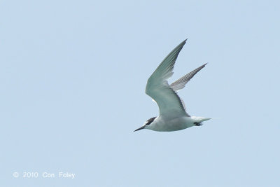 Tern, Aleutian @ Singapore Strait