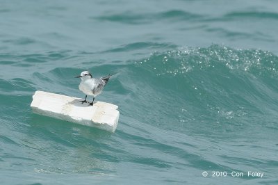 Tern, Aleutian @ Singapore Strait