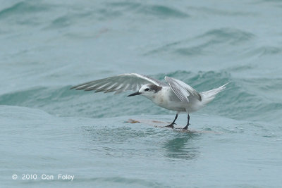 Tern, Aleutian @ Singapore Strait