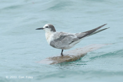 Tern, Aleutian